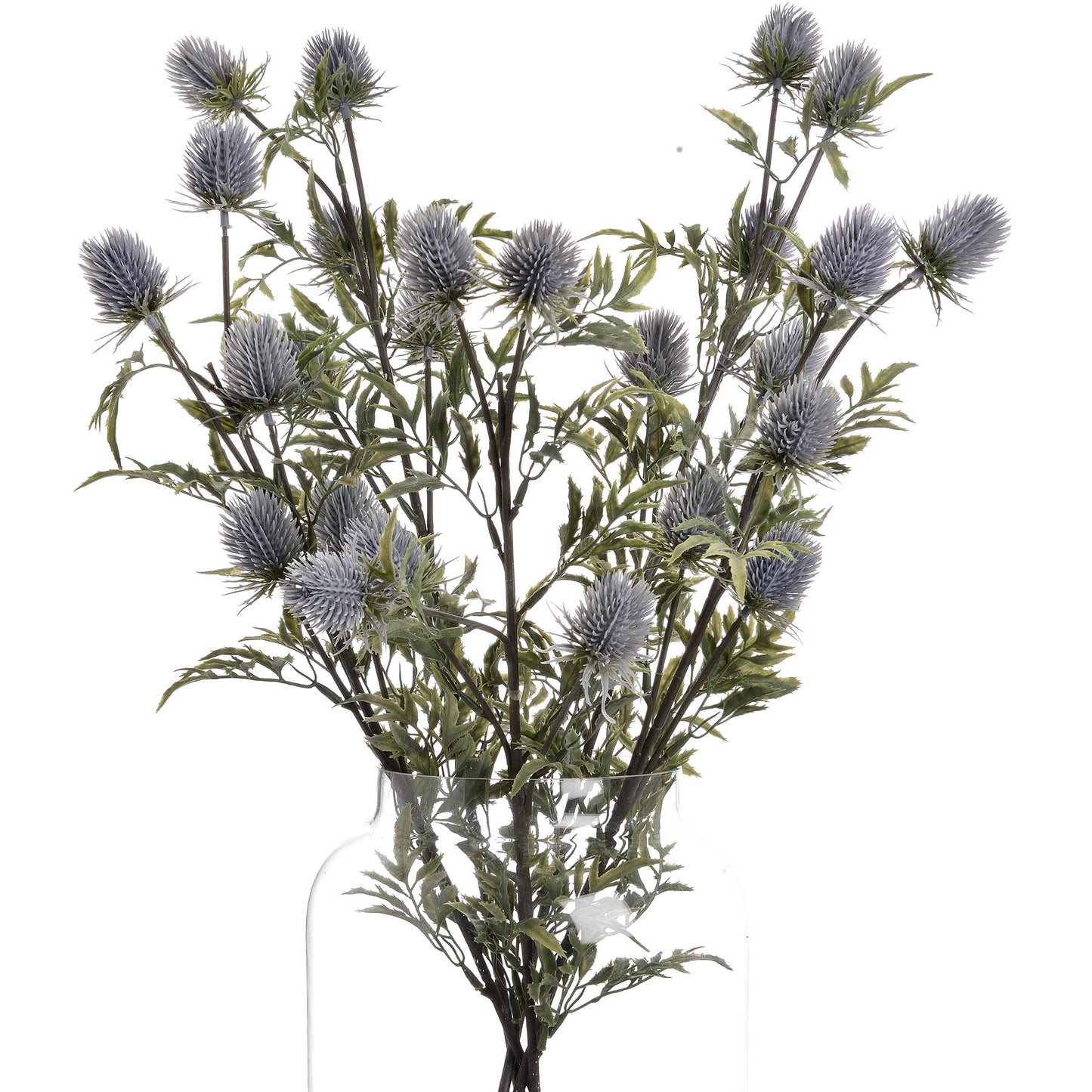 Eryngium Blue Thistle