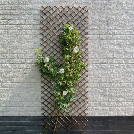 nature-garden-trellis-30x180-cm-natural-willow-brown At Willow and Wine