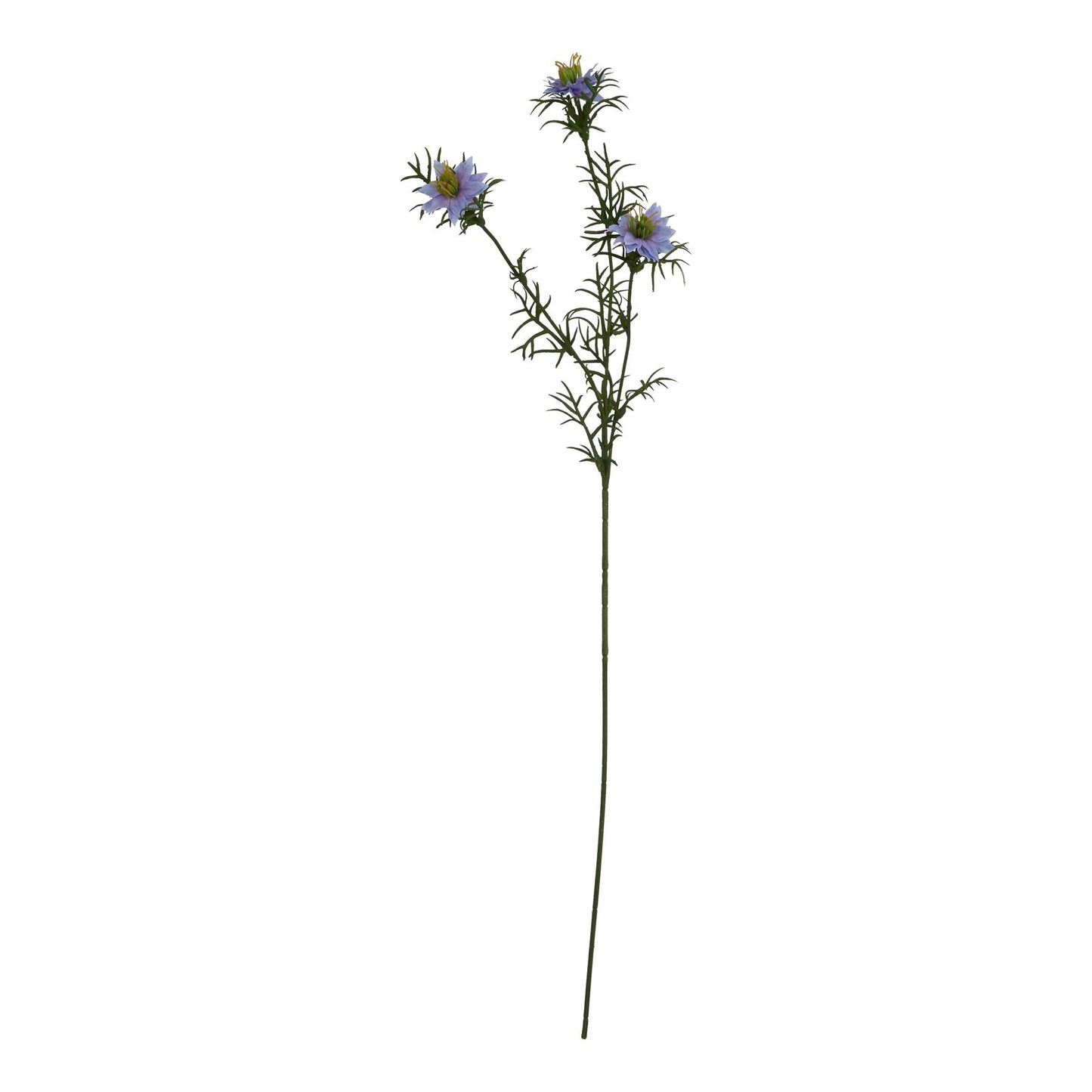 The Natural Garden Collection Purple Nigella Love In A Mist