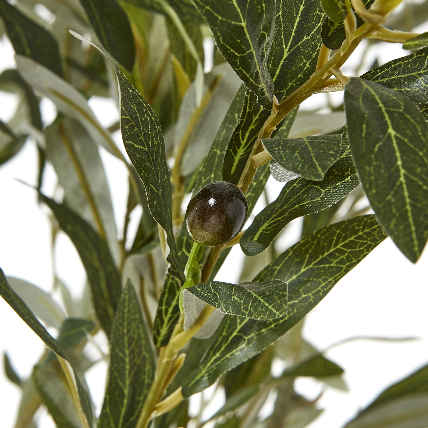 apulia-olive-tree-in-white-pot-210cmat Willow and Wine!