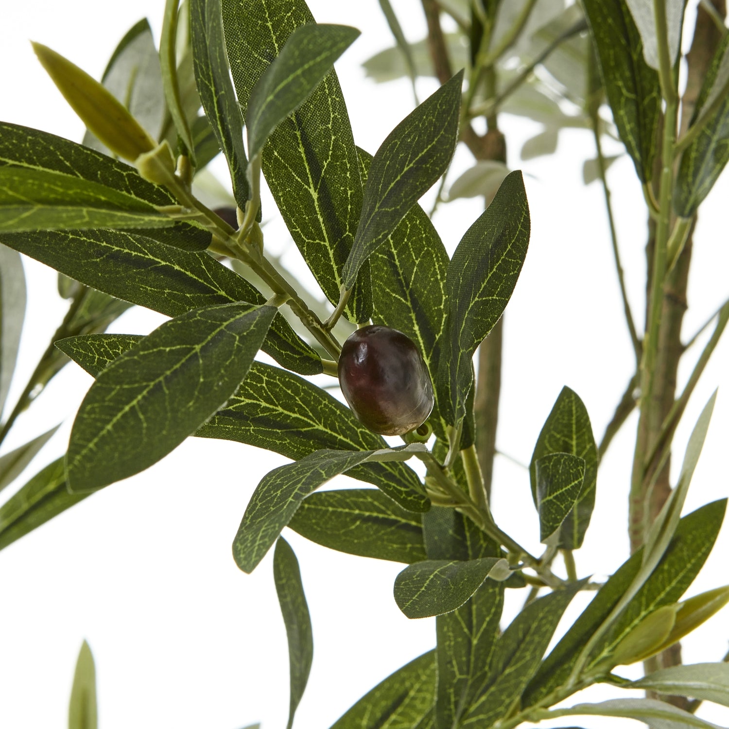 apulia-olive-tree-in-white-pot-200cmat Willow and Wine!