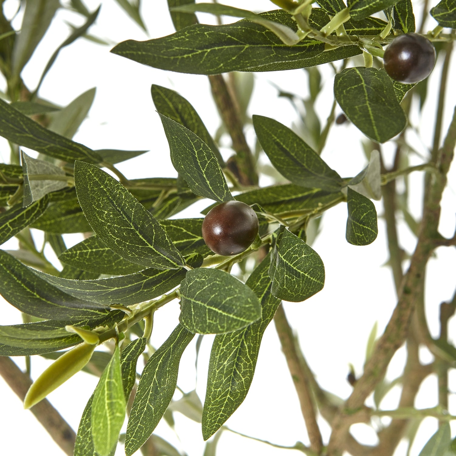 apulia-olive-tree-in-white-pot-240cmat Willow and Wine!