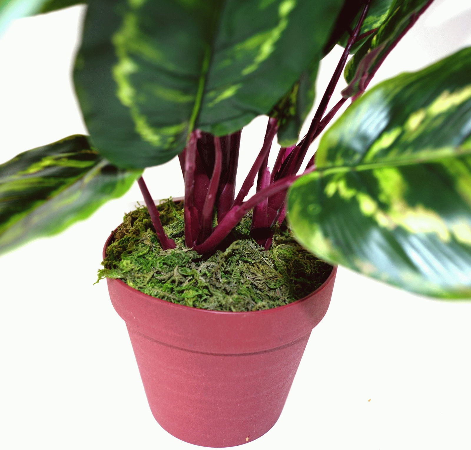 artificial-medium-50cm-calathea-veitchiane-plantat Willow and Wine!