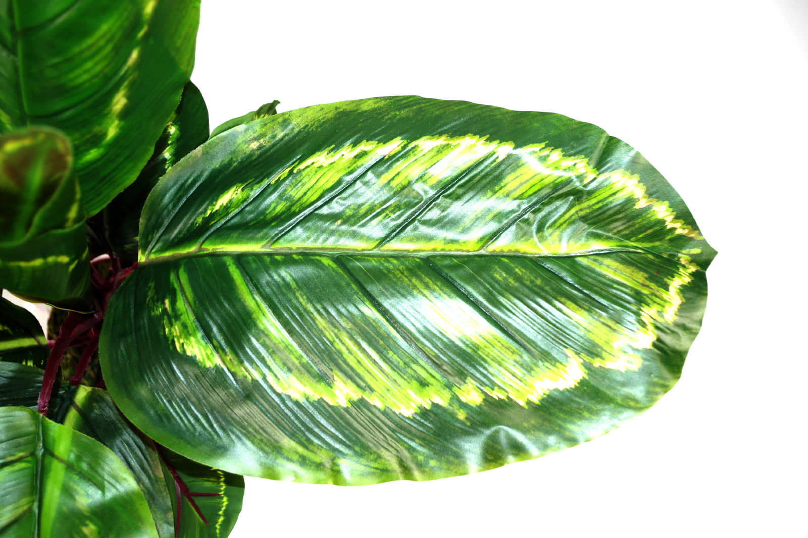 artificial-medium-50cm-calathea-veitchiane-plantat Willow and Wine!