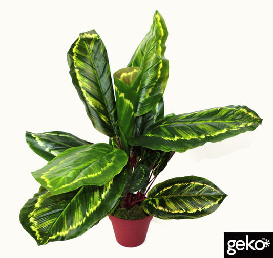 artificial-medium-50cm-calathea-veitchiane-plantat Willow and Wine!