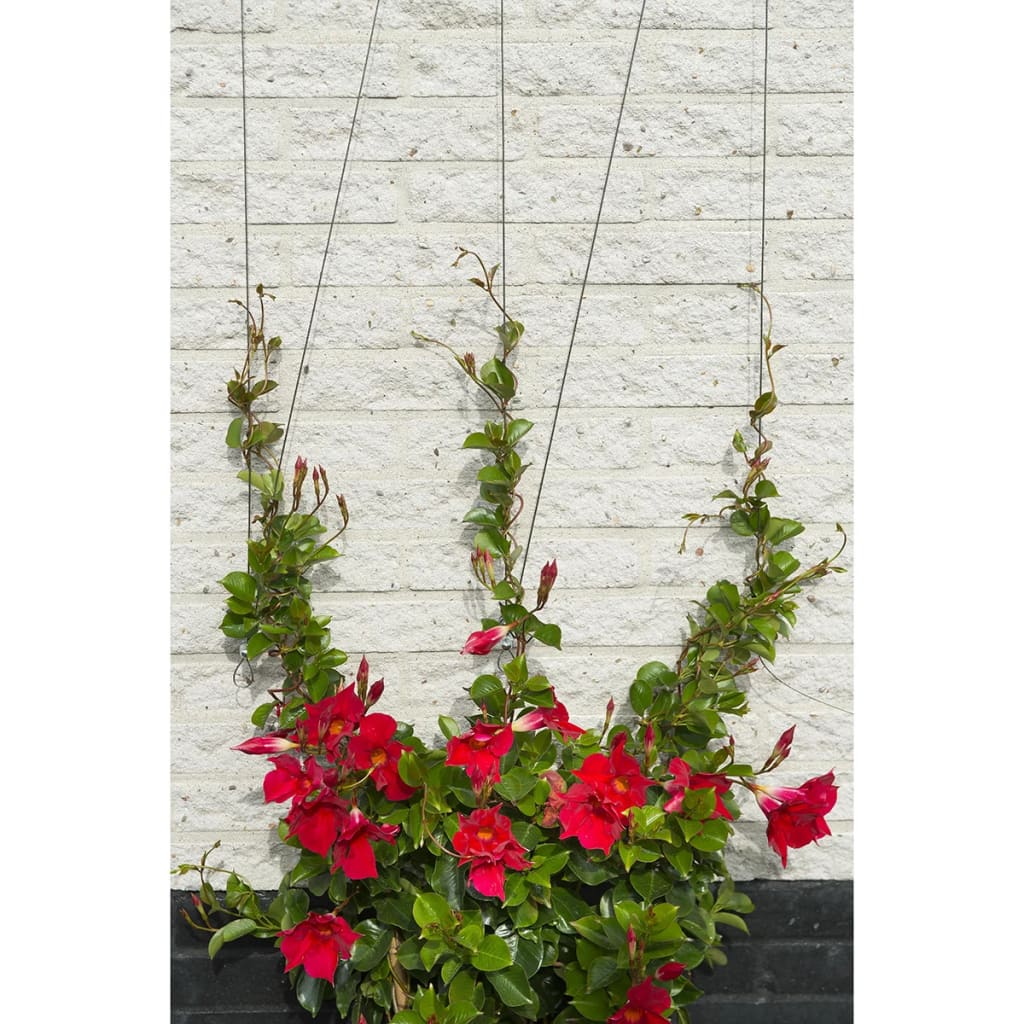 Nature Wire Trellis Sets for Climbing Plants 2 pcs at Willow and Wine