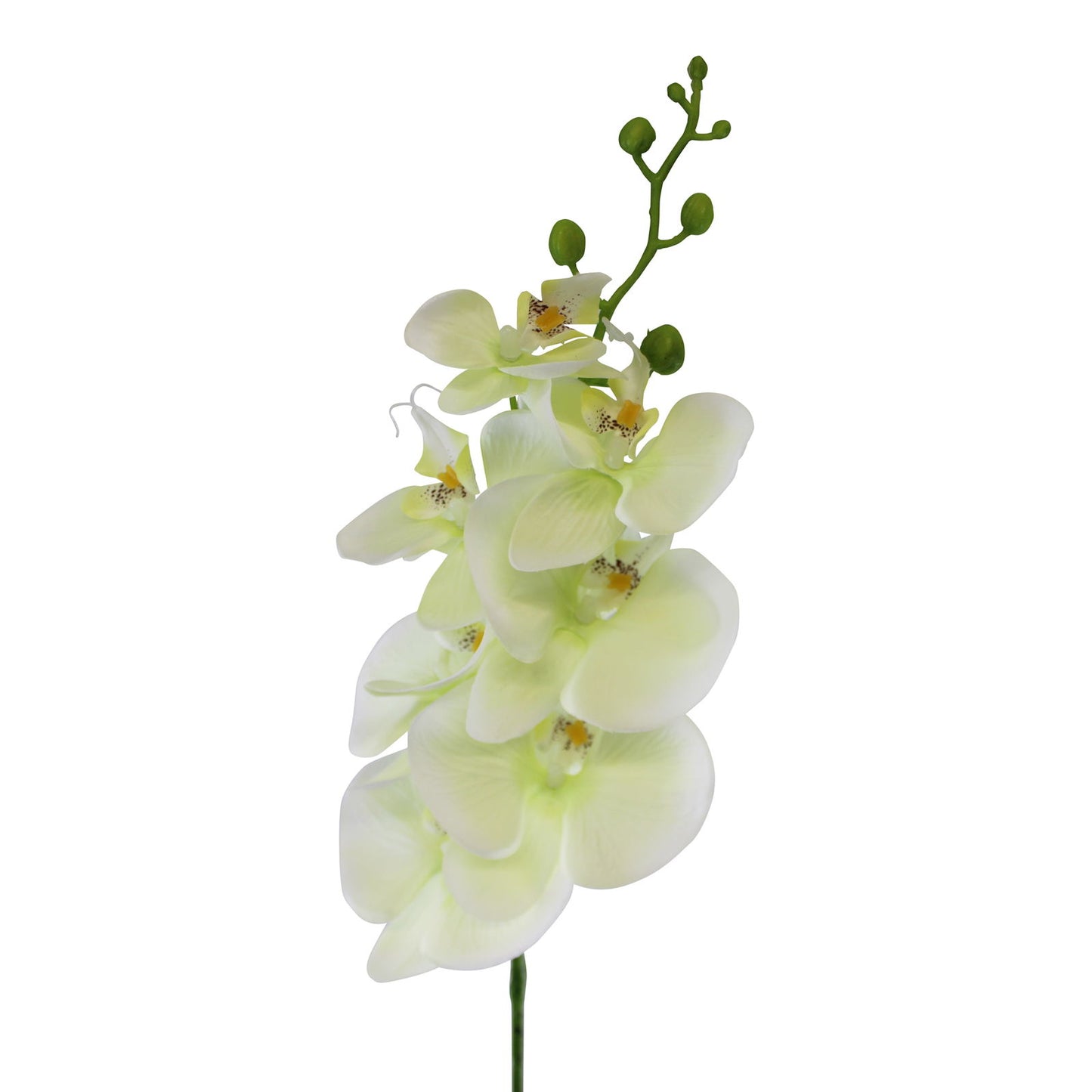 single-orchid-spray-cream-flowers-85cmat Willow and Wine!