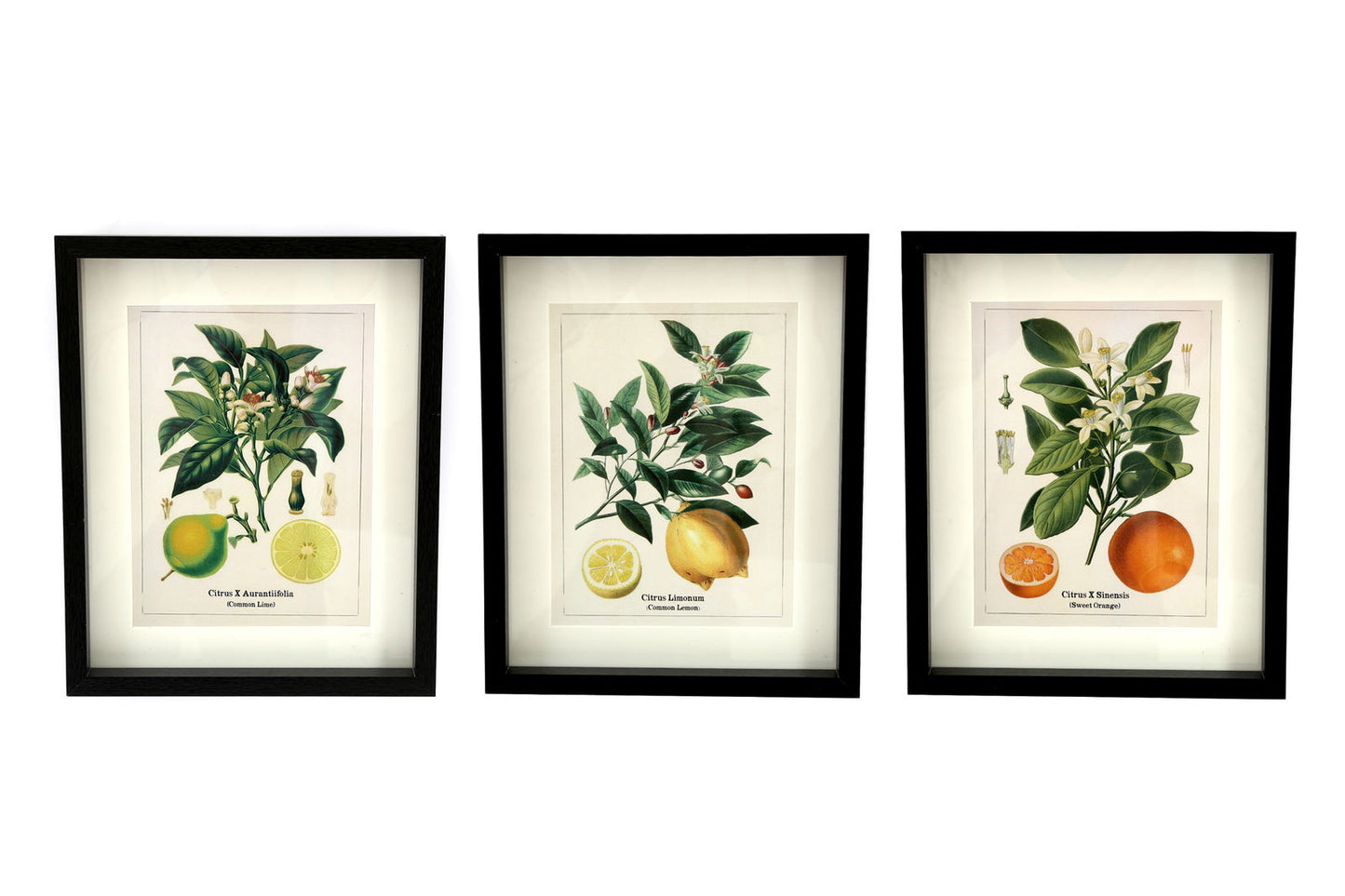 set-of-three-citrus-picture-framesat Willow and Wine!