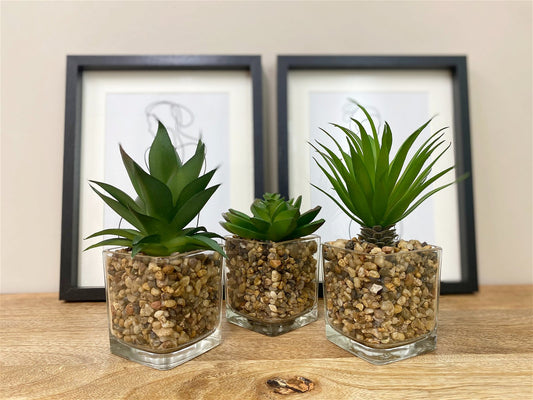 Set Of Three Faux Succulents In Glass Pots Willow and Wine