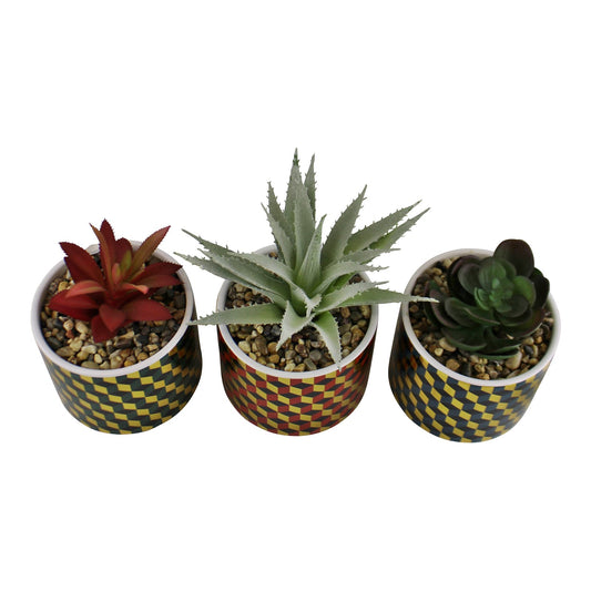 Set of 3 Succulents In Ceramic Pots With A Cubic Design Willow and Wine